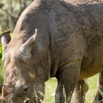 Great Rhino Deluxe премиальная слот-игра с роскошным дизайном